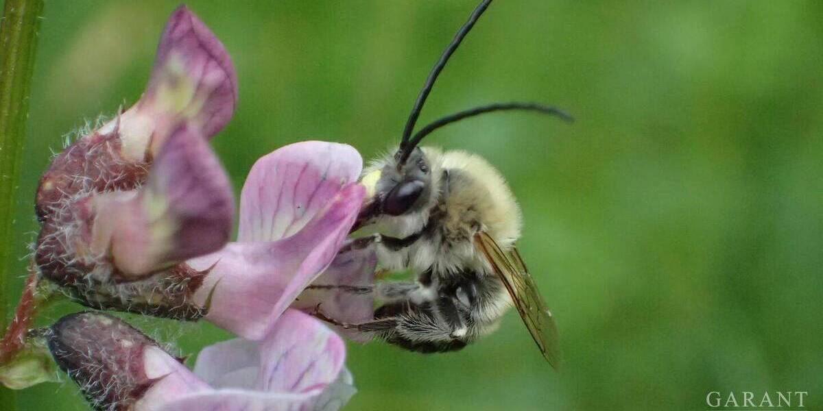 Doppelhaushälfte Ober-Ramstadt Ramstadt - 5 Zimmer, 112 m&sup2;, 550.000&euro; | Angebot:26274134