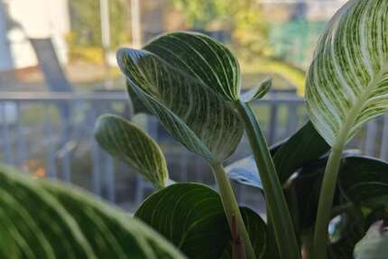 Haus Darmstadt Darmstadt-West - 7 Zimmer, 181 m&sup2;, 749.000&euro; | Angebot:25298895