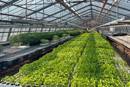 Zu vermieten Gewächshausflächen Anbauflächen ab 150qm zimmer