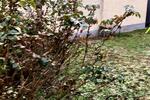 Dachgeschoßwohnung Ginsheim-Gustavsburg Gustavsburg - 3 Zimmer, 60 m&sup2;, 209.000&euro; | Angebot:27219950