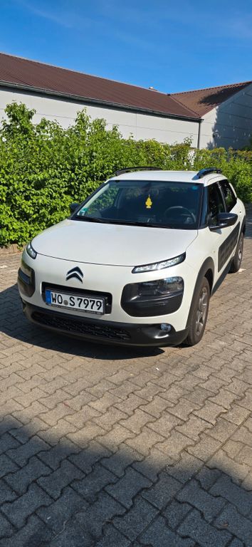 C4 Cactus