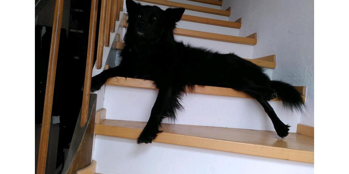 Etagenwohnung Seligenstadt - 4 Zimmer, 1.200 m&sup2;, 500&euro; | Angebot:25431439