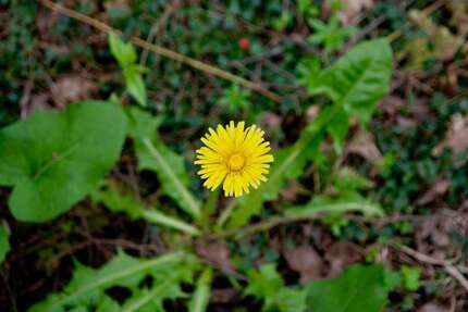 Grundstück Darmstadt Darmstadt-West - 499.000&euro; | Angebot:17207957