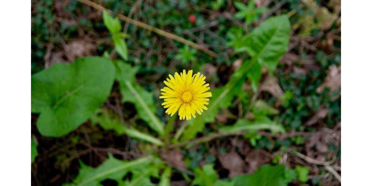 Grundstück Darmstadt Darmstadt-West - 499.000&euro; | Angebot:17207957