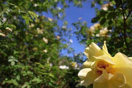 VERSTECKTES DORNRÖSCHEN ...RESERVIERT 5 zimmer