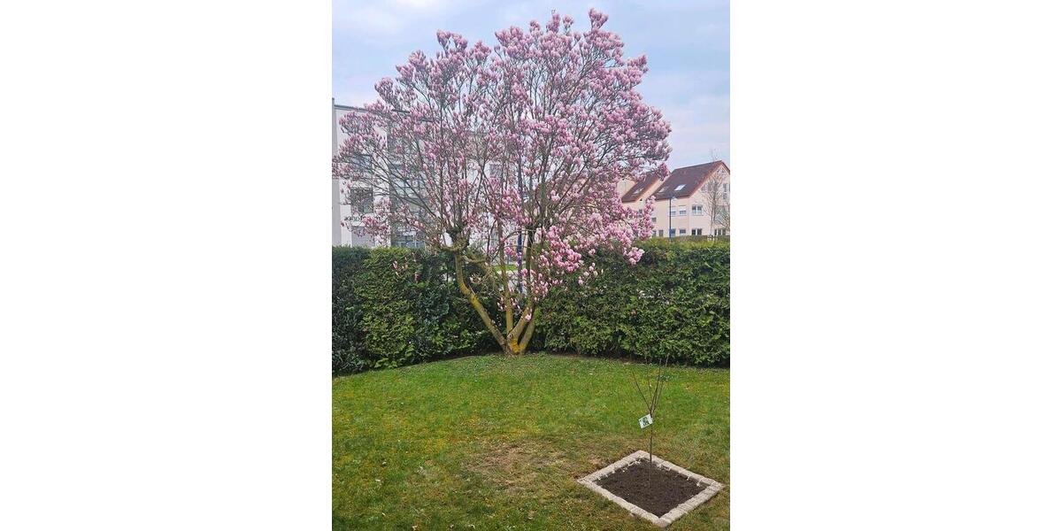Mehrfamilienhaus, Wohnhaus Offenbach am Main Bürgel - 11 Zimmer, 302 m&sup2;, 899.000&euro; | Angebot:27172892