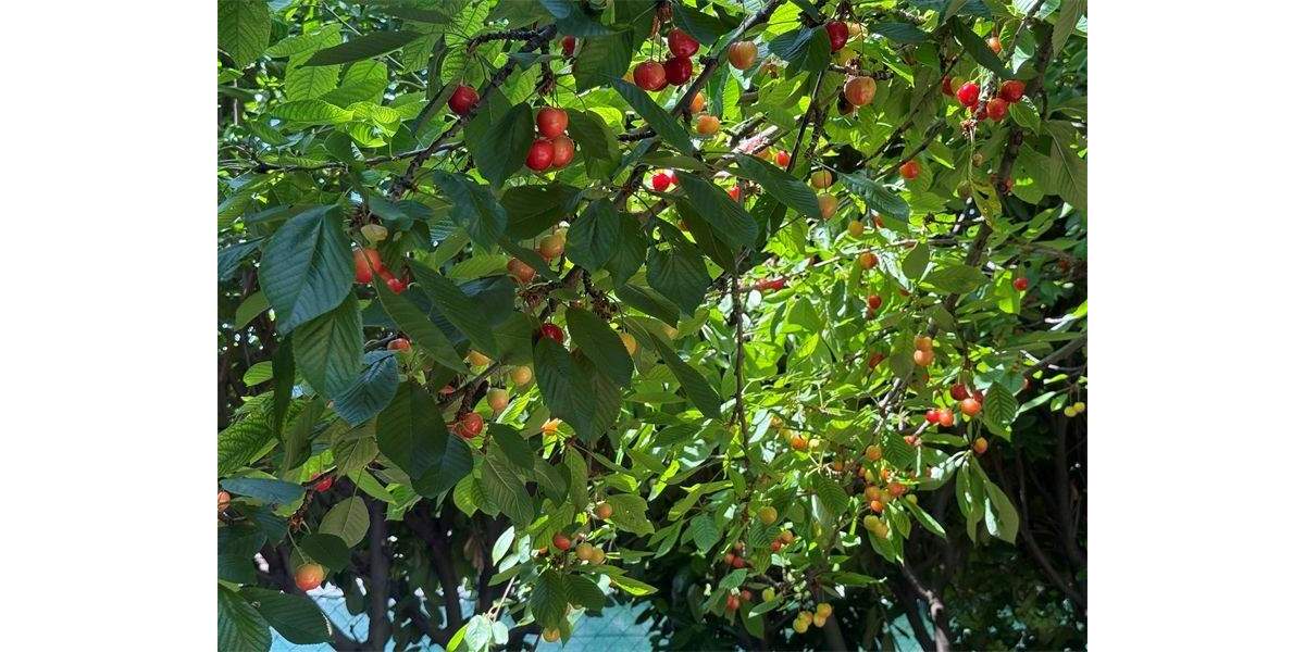 Doppelhaushälfte Nierstein - 6 Zimmer, 156 m&sup2;, 529.000&euro; | Angebot:23942799