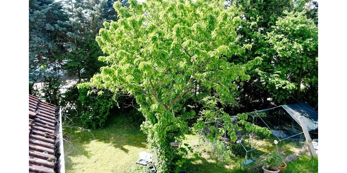 Attraktives Baugrundstück (Abriss) in begehrter Wohnlage von Mühltal-Traisa - Grundstück Mühltal-Traisa Darmstadt/Vororte | Angebot:27103370