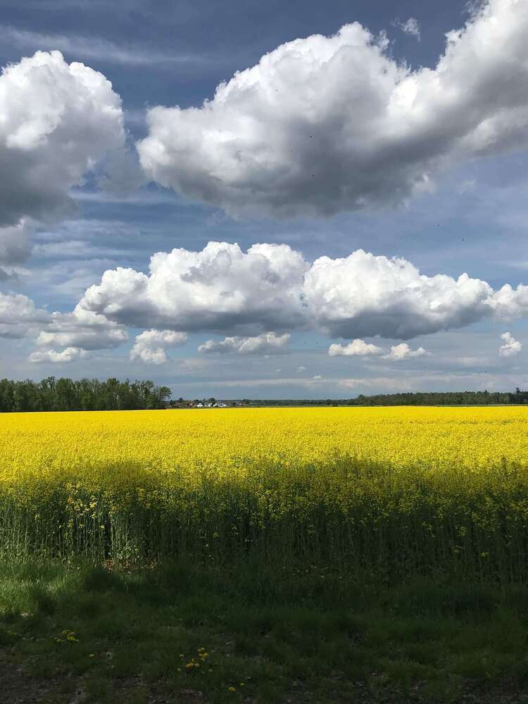 Grundstück zu verkaufen in Kronberg 1.000.000 € 800 m²