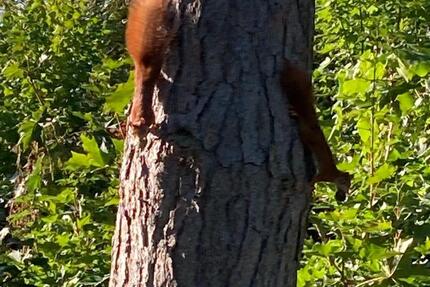 Grundstück in Offenbach 650 m2 zimmer