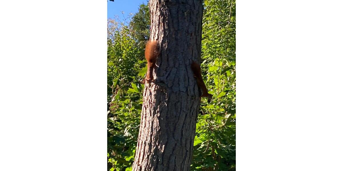Grundstück in Offenbach 650 m2 zimmer